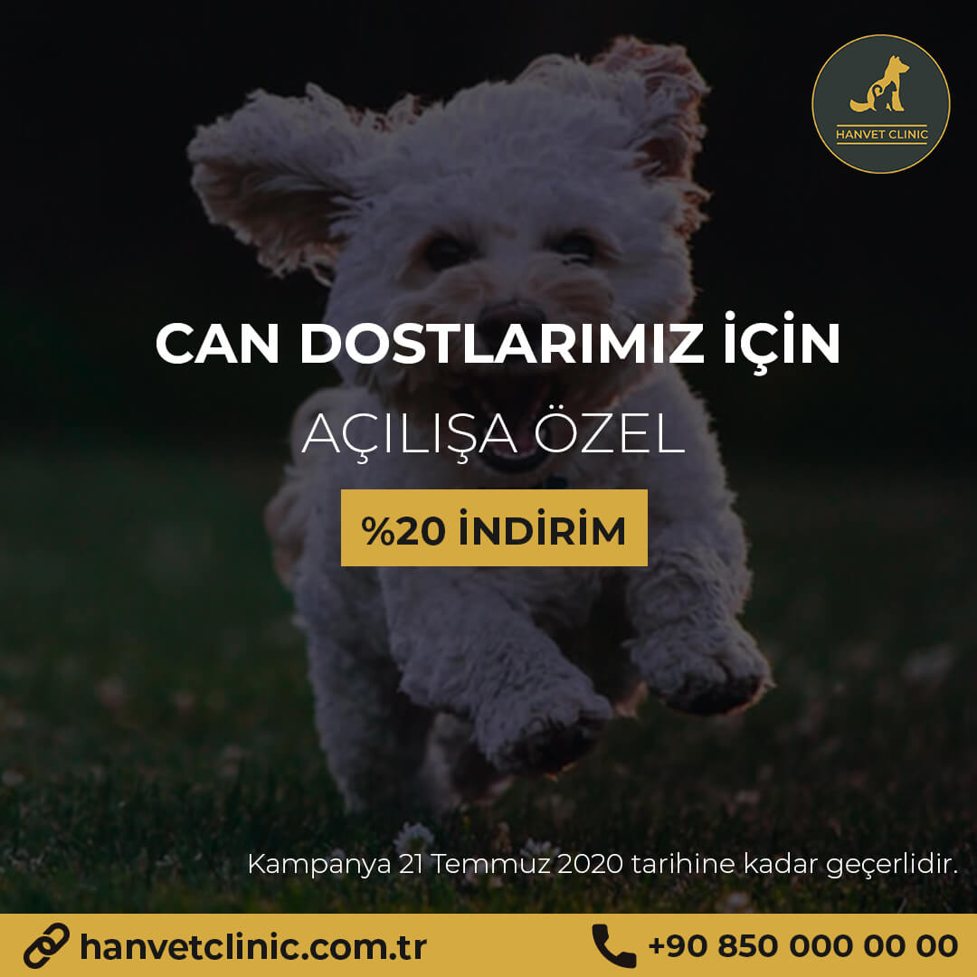 Hanvet Clinic sosyal medya tasarımı
